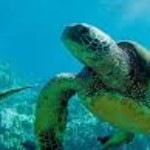 Logo du groupe Les réseaux sociaux décentralisés